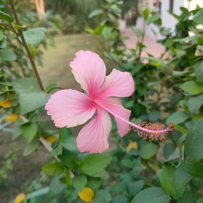 DhaAsoka's profile picture. जीवन में अनिश्चितताओं के अलावा कुछ नहीं है.....मुसाफ़िर