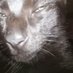 KAMASOLA (@kamasola67cat1_) Twitter profile photo KAMASOLA (@kamasola67cat1_) Twitter profile photo