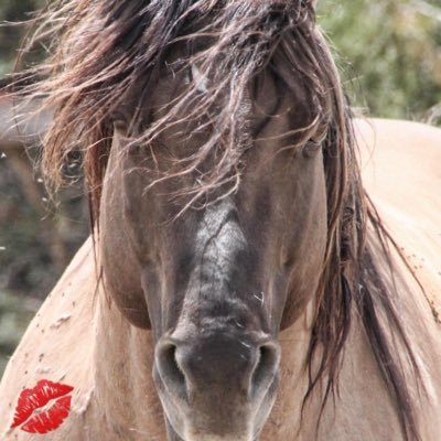 GrullasNRoans's profile picture. Comanche Quarter Horses ~ Raising  quality roan & Grulla Quarter Horses.. I also enjoy silversmithing. I also enioy the sport of falconry ~ Master falconer