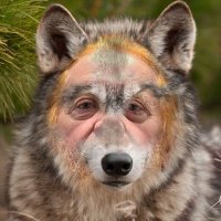MR (@splintercees) 's Twitter Profile