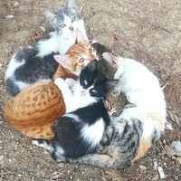 Ed Seykota'nın Halasının Oğlu (@teknikcitemel) Twitter profile photo