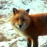 Bernard Foxie (@naturedebunk) 's Twitter Profile