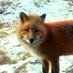 Bernard Foxie (@naturedebunk) Twitter profile photo Bernard Foxie (@naturedebunk) Twitter profile photo