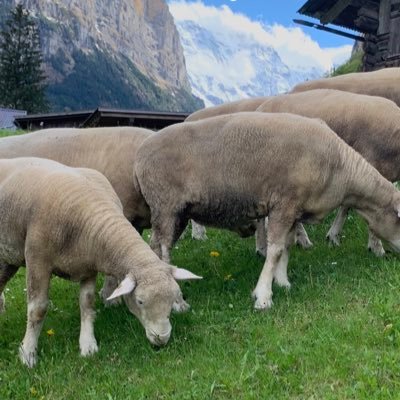 ThatGuy0788's profile picture. 