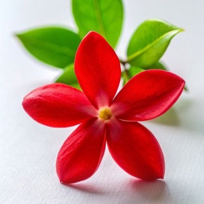 Mohaddea's profile picture. 