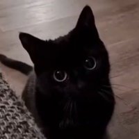 Twentyll (@srkymng) 's Twitter Profile