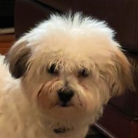 Nick (NickDaGreekGeek) (@nickdagreekgeek) 's Twitter Profile