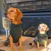 Canadian Dog House (@canadadoghouse) Twitter profile photo Canadian Dog House (@canadadoghouse) Twitter profile photo