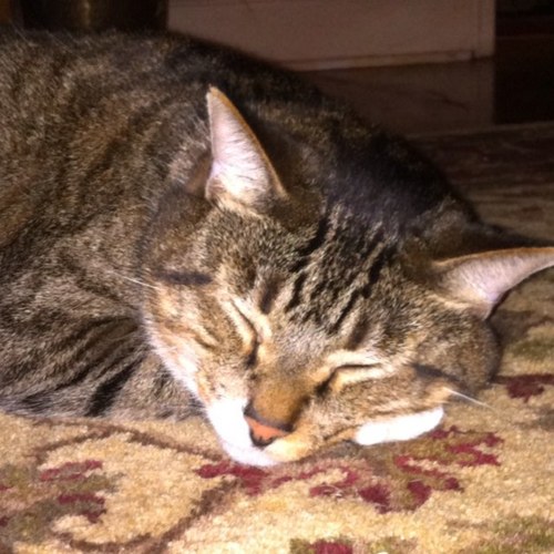 libbtb's profile picture. 