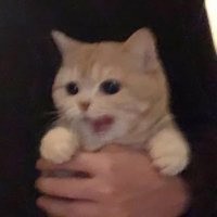 vibing ghost kitten (@mangomilkpaw) 's Twitter Profile