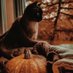𝖔𝖈𝖙𝖔𝖇𝖊𝖗 𝖑𝖔𝖛𝖊𝖗𝖘 (@aperfectpumpkin) Twitter profile photo 𝖔𝖈𝖙𝖔𝖇𝖊𝖗 𝖑𝖔𝖛𝖊𝖗𝖘 (@aperfectpumpkin) Twitter profile photo