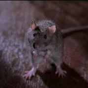 steve mcqueen 🐀 (@housesrat) 's Twitter Profile