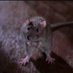steve mcqueen 🐀 (@housesrat) Twitter profile photo steve mcqueen 🐀 (@housesrat) Twitter profile photo
