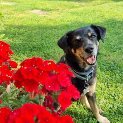 DakkyK's profile picture. Past: opera singer. Present: translator, pet lover, animal rescuer/photographer. Tomorrow: who knows? 🇺🇦 #StandWithUkraine #BlueWave