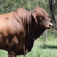 The REAL Rural Australia Matters! (@undasthnxistand) 's Twitter Profile