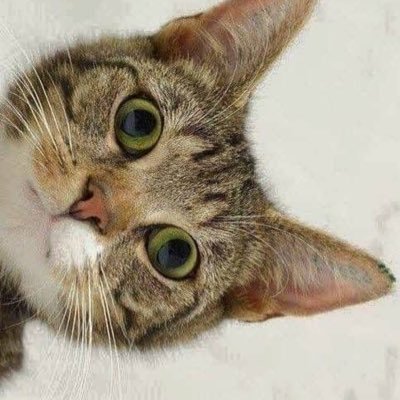 DallasCarol's profile picture. Lifelong Learner Politics, Current Events, Art, Music, Dancing & Laughing, Speaking Italian, All Animals, Gardening, Sunny days, a Psychotherapist & an Artist.