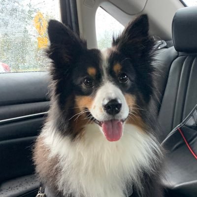 MiggyUSA's profile picture. Agentic Commerce Dog!