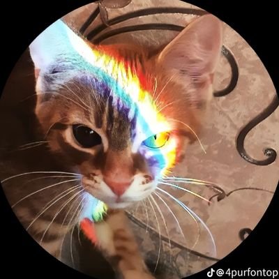 Gato760709's profile picture. 