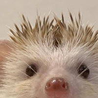 Hedgehog Zone (@hedgehogzone_) 's Twitter Profile