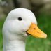 Fuzzamorous (@fuzzamorous) Twitter profile photo Fuzzamorous (@fuzzamorous) Twitter profile photo