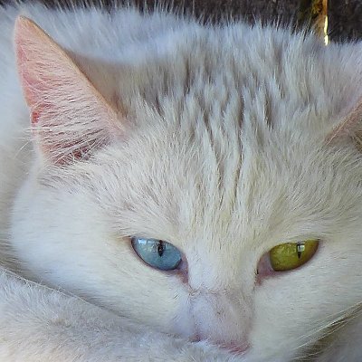 ann_montag's profile picture. A believer in objective reality...