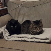 Because Democracy Is Worth The Fight (@abbij1961) 's Twitter Profile Photo Because Democracy Is Worth The Fight (@abbij1961) 's Twitter Profile Photo