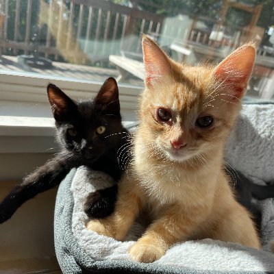 Dev Pettyさんのプロフィール画像