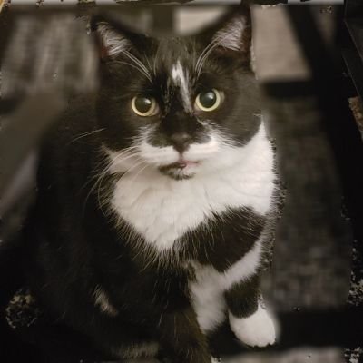 attelocin1230's profile picture. I dont use apostrophes unless autocorrect changes it. If you are looking for a good recommendation for icecream or pizza in Pittsburgh I'm your girl