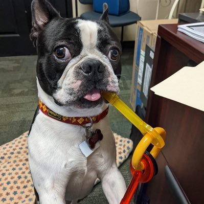 AngelaR89861334's profile picture. Wife, mother, Indy car fan (#teamPenske), Boston Terrier Mama, #MAGA (IFBAP). 🚫DM, 🚫Porn