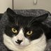 CATDOGE (@_catdoge_) Twitter profile photo CATDOGE (@_catdoge_) Twitter profile photo