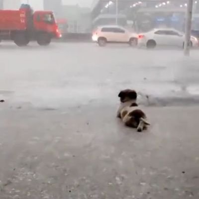 _hojaldrado_'s profile picture. https://t.co/Azl9hdf9ez

🍉