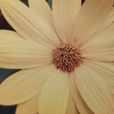 💙 Resister in 🔴 state. Missing honor and decency among humans. 🖖 Bluesky: irenegenx.bsky.socal