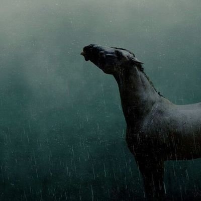 horsefan439's profile picture. 