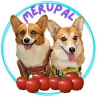 コーギー犬めるぱる🍎 (@megusuke39) 's Twitter Profile