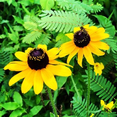 lkstrohecker's profile picture. Find me on bsky - https://t.co/ORoeTc7QkD