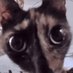 cat (@cattedtatted) Twitter profile photo cat (@cattedtatted) Twitter profile photo