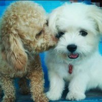 ©️👁️👁️🪒🪒🧷🐶 (@cuttievel) 's Twitter Profile