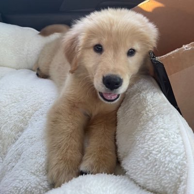 aratanazidai's profile picture. お久しぶりです、本物です  ひと段落ついたので、青狸の誕生日に華麗に復活しますね  以前のアカウントのフォロワーさんはまた相互フォローしてくださると嬉しいです＼(^o^)／  復活したらあたかも充電期間を終えた萩本欽一のようにヤバいくらいガンガンいくのでお前らちゃんとついてこいよ😆