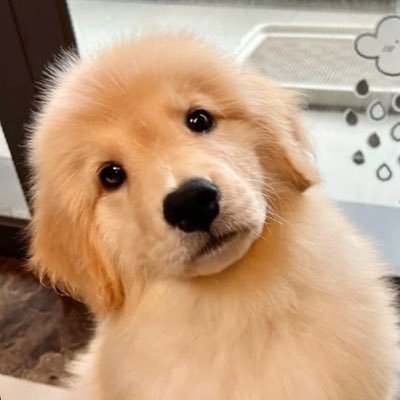 ม๋าไม่ได้เรื่องที่หิวข้าวさんのプロフィール画像