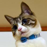 献血ライフ (@kenketsu_mk77) 's Twitter Profile