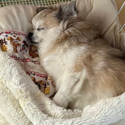 blackcopenist's profile picture. 元、コペン乗り。2023年、ロードスター国に入国しました✨ ディープクリスタルブルーマイカNR-A。 よろしくお願いします🤲無言フォロー失礼します。