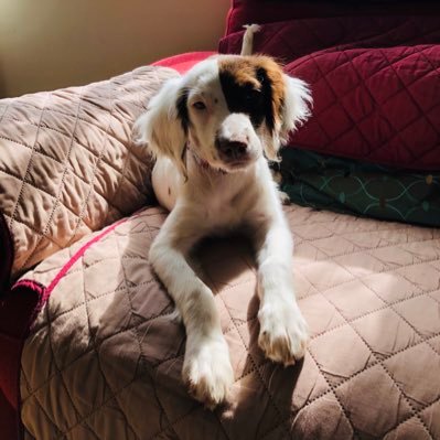 hondaaya's profile picture. パートナーはイギリス人🇬🇧