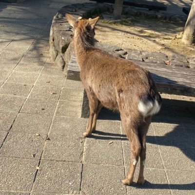 ぽにごろぅさんのプロフィール画像