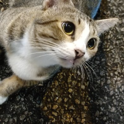 Yoyoko1223's profile picture.