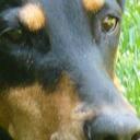 Irene Jansen - @DobeGossip - Twitter