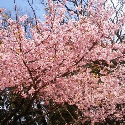 かぱぱさんのプロフィール画像