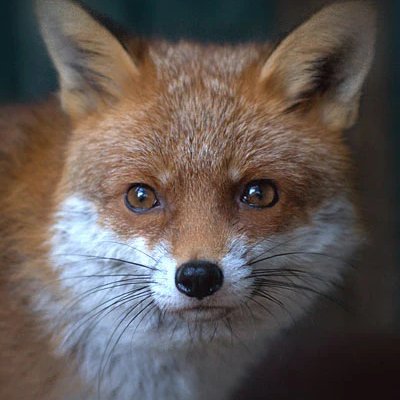 RedFoxBTC's profile picture. #Bitcoin #PHP #Laravel