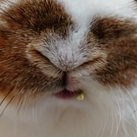 うさぎのうさじ (@usaginousaji) 's Twitter Profile Photo うさぎのうさじ (@usaginousaji) 's Twitter Profile Photo