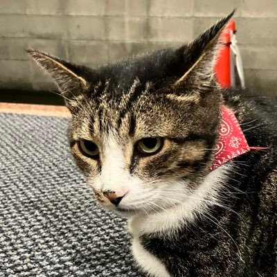 DTv3jRO9Rn23660's profile picture. 26卒/デベに行く❤️‍🔥