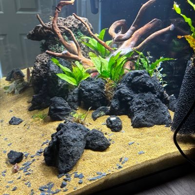 Angelwee28987's profile picture. 